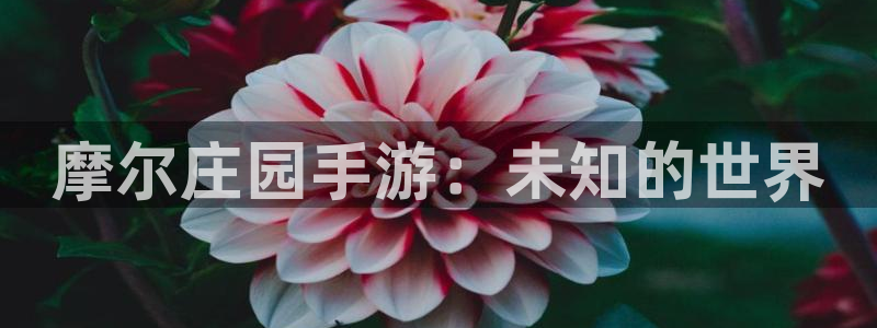 28大神软件不能用了